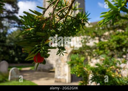 Bergh Apton Kirche, Eibenbaum, Taxus baccata Stockfoto