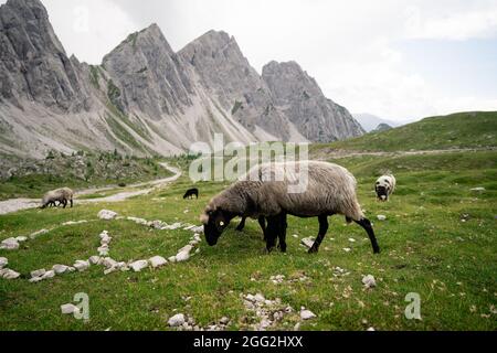 Schafzucht auf der Alm, Nutztiere in den alpen. Eine Gruppe von Schafen auf einer Weide steht nebeneinander. Stockfoto