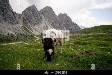 Schafzucht auf der Alm, Nutztiere in den alpen. Eine Gruppe von Schafen auf einer Weide steht nebeneinander. Stockfoto
