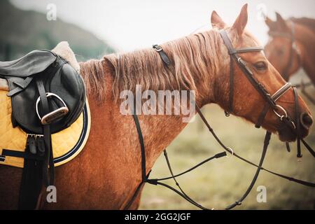 Porträt eines schönen Sauerampfer mit einem Zaumzeug an der Schnauze und einem Ledersattel und einem gelben Satteldecke auf dem Rücken, der an einem anderen ho vorbeigeht Stockfoto