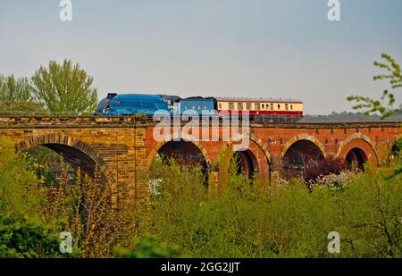 Bittern der A4-Klasse, Yarm Viadukt, Yarm on Tees, England Stockfoto