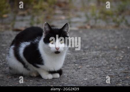 Farm Cat sitzt vor dem Cowshed Stockfoto