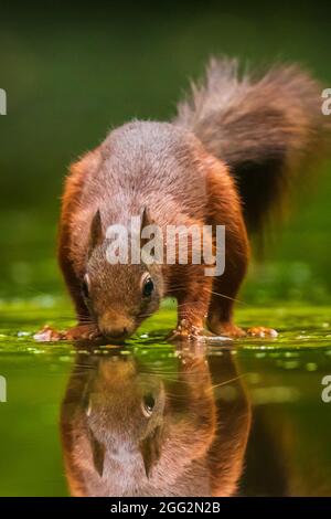 Schöne Eurasischen red Squirrel, Sciurus vulgaris, Trinken und die Nahrungssuche im Wasser mit Reflexion. Wald die Tierwelt, selektiver Fokus, natürliches Sonnenlicht. Stockfoto