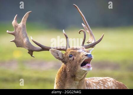 Nahaufnahme eines Damhirsches, Dama Dama, Männchen während der Brunftzeit. Das Herbstlicht und die Naturfarben sind auf dem Hintergrund deutlich sichtbar. Stockfoto