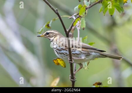 Eine Rotdrossel Vogel, Turdus Iliacu, Beeren aus einem Busch während der Herbstsaison essend Stockfoto