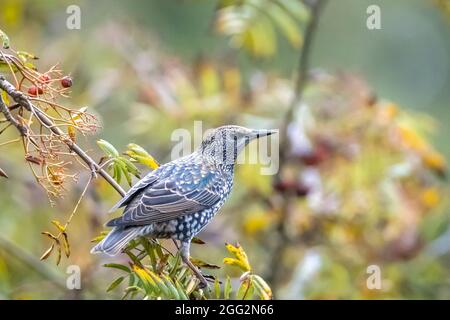 Gewöhnlicher Sternvogel Sturnus vulgaris, der im Herbst Beeren frisst Saison Stockfoto