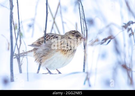 Nahaufnahme einer eurasischen Feldlerche, Alauda arvensis, Futter im Schnee, schöne kalte Winterumgebung Stockfoto