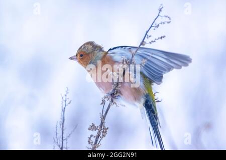 Nahaufnahme eines männlichen Buchfinkens, Fringilla coelebs, im Schnee Futter, schöne kalte Winterumgebung Stockfoto