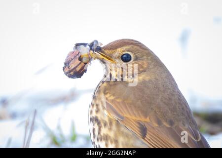 Nahaufnahme eines Singdrossel-Vogels, Turdus philomelos, im Schnee auf Nahrungssuche, wunderschöne kalte Winterumgebung Stockfoto