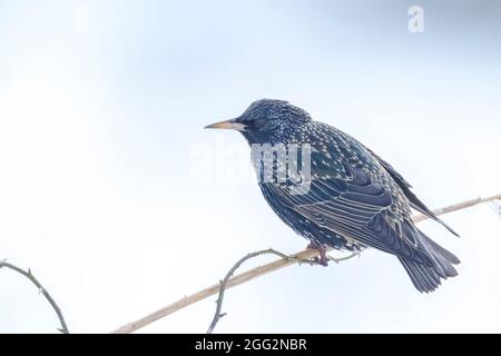 Männlicher Sternvogel Sturnus vulgaris mit wunderschönem Gefieder, der am frühen Morgen bei Sonnenaufgang thront. Stockfoto