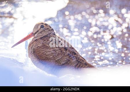 Nahaufnahme eines eurasischen Holzhahnes, Scolopax rusticola, Futter im Winterschnee. Stockfoto