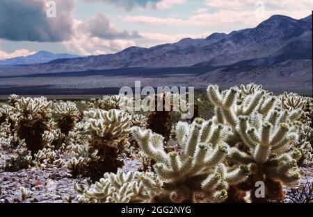 Bild des Cholla Cactus Garden im Joshua Tree National Park, Kalifornien, USA Stockfoto