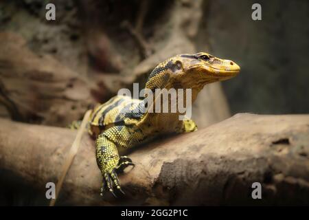 Nahaufnahme des Wassermonitors mit Gelbkopf, des Wassermonitors von Aks Cuming oder des Wassermonitors von Mindanao (Varanus Cumingi). Stockfoto