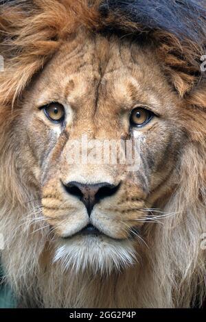 Liberec, Tschechische Republik. August 2021. Der Barbarenlöwe namens Terry während des regnerischen Tages im Freigehege im Zoo von Liberec i in der Tschechischen Republik. (Bild: © Slavek Ruta/ZUMA Press Wire) Stockfoto