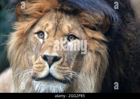 Liberec, Tschechische Republik. August 2021. Der Barbarenlöwe namens Terry während des regnerischen Tages im Freigehege im Zoo von Liberec i in der Tschechischen Republik. (Bild: © Slavek Ruta/ZUMA Press Wire) Stockfoto