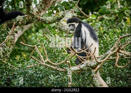 Mantelguereza (Colobus guereza), auch einfach als Guereza, der östliche schwarz-weiße Kolobus oder der abessinische schwarz-weiße Kolobus bekannt Stockfoto