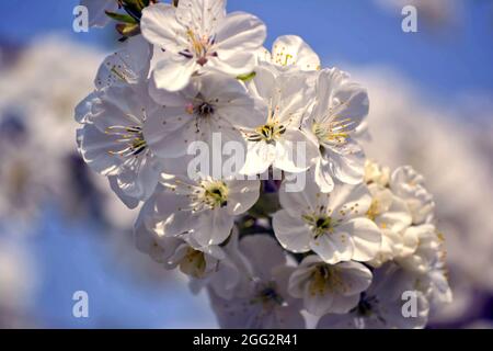 Wunderschöne Naturlandschaft mit blühenden Bäumen und Sonnenstrahlen Stockfoto