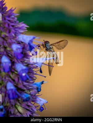 Kleines Insekt, das Nektar von der blauen Blume sammelt, Nahaufnahme des Insekts und der blauen Blume Stockfoto
