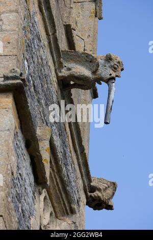 Gargoyle auf St. Nichola Episcopal mittelalterlichen Kirchturm Middle Littleton in Blue lias Stein aus dem 12. Jahrhundert gebaut, umgebaut 13C entury A Stockfoto