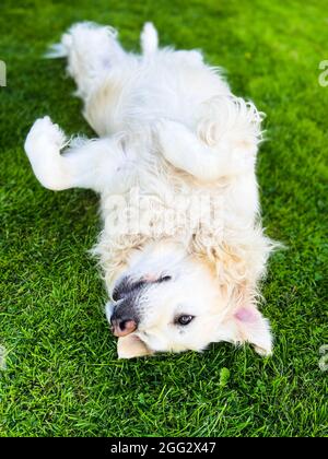 Ein reinrassiger, weiß-goldener Retriever, der auf dem Grasbauch aufliegt Stockfoto