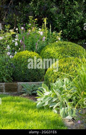 Landschaftlich schöner, sonniger privater Garten (modernes Design, rosa Sommerblumen, Randpflanzen, Sträucher, Buxusbälle, Niedrige Wand, Rasen) - Yorkshire, England Großbritannien Stockfoto