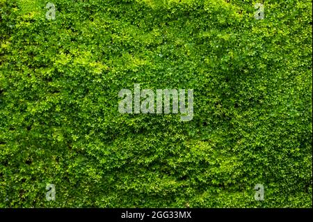 Grüner Moos Hintergrund, moosige Textur Stockfoto
