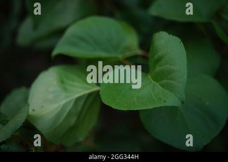 Grüner Aprikosenbaum in der Nähe eines Zweiges im dunklen Garten. Stockfoto