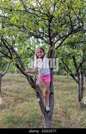 Das kleine Mädchen kletterte an einem Sommertag im Obstgarten auf einen Baum voller reifer Pflaumen Stockfoto