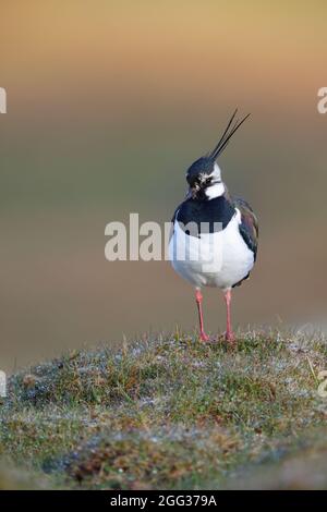 Ein erwachsener Rüde im Northern Lapwing (Vanellus vanellus) im Yorkshire Dales National Park, Großbritannien Stockfoto