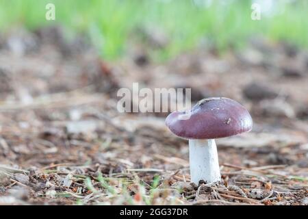 Ein Pilz in der Nähe von Shatterford Bottom im New Forest Stockfoto