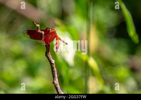 Eine rote Libelle landet auf einem gefallenen Ast im Feld Stockfoto