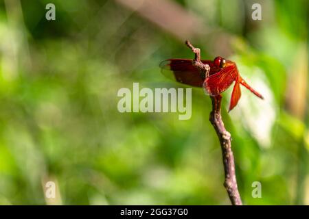 Eine rote Libelle bereitet sich auf den Start vor und fliegt hoch Stockfoto