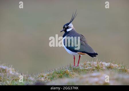 Ein erwachsener Rüde im Northern Lapwing (Vanellus vanellus) im Yorkshire Dales National Park, Großbritannien Stockfoto