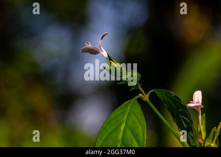 Weiße Grasblume mit grünem Stiel, grünem Hintergrund aus Blättern und Gras Stockfoto