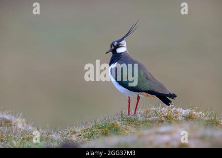 Ein erwachsener Rüde im Northern Lapwing (Vanellus vanellus) im Yorkshire Dales National Park, Großbritannien Stockfoto