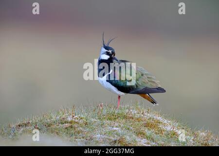 Ein erwachsener Rüde im Northern Lapwing (Vanellus vanellus) im Yorkshire Dales National Park, Großbritannien Stockfoto