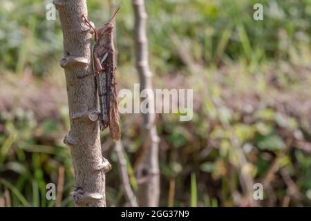 Heuschrecken, die Cassava-Pflanzen angreifen, entfliehen auch nicht den Angriffen anderer belästigender Tiere Stockfoto