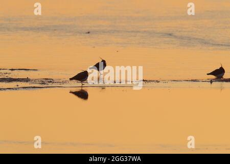 Drei Northern Lapwings (Vanellus vanellus) an einem eisigen Pool im Winter im Norden von Norfolk, Großbritannien Stockfoto