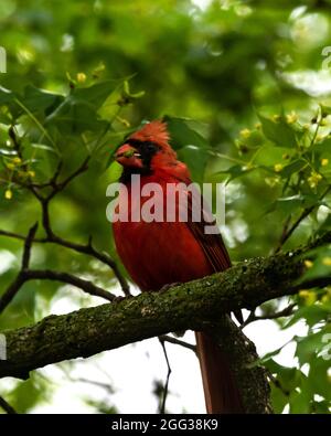 Männlicher Northern Red Cardinal (Cardinalis cardinalis), der auf einem Baumzweig in St. Louis Missouri thront. Grüner Wurm im Schnabel. Blätter, Himmel im Hintergrund. Stockfoto