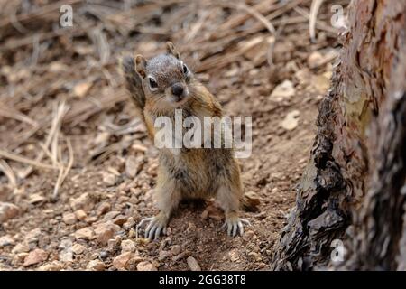 Goldgelber Erdhörnchen (callospermophilus lateralis), auf Hinterbeinen in der Nähe des Baumes stehend, mit Blick auf die Kamera. Stockfoto