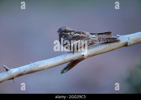 Ein erwachsener männlicher eurasischer Nachtschwalbe (Caprimulgus europaeus) oder europäischer Nachtschwalbe in der Abenddämmerung in Suffolk, Großbritannien, aufgenommen in natürlichem Licht Stockfoto