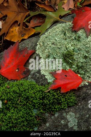 Rote Ahornblätter liegen zwischen Moos und Felsen auf dem Waldboden. Stockfoto