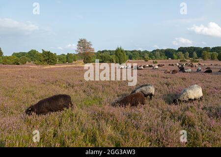 Deutsche Heideschafe, blühende Heide bei Wilsede, Lüneburger Heide, Niedersachsen, Deutschland Stockfoto