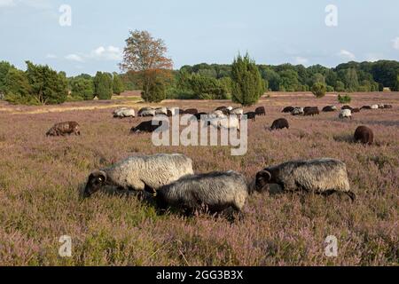 Deutsche Heideschafe, blühende Heide bei Wilsede, Lüneburger Heide, Niedersachsen, Deutschland Stockfoto