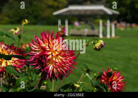 Spießige bunte rosa und gelbe Kaktus Dahlia in voller Blüte mit einem Park Schutz außerhalb der Reichweite in der Ferne. Stockfoto