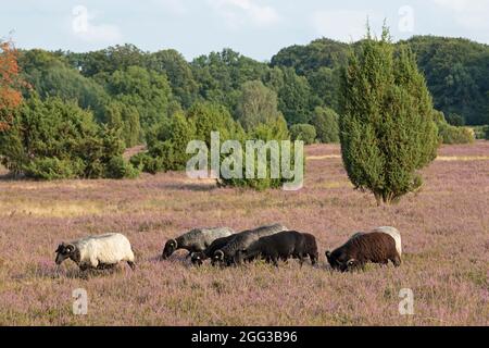 Deutsche Heideschafe, blühende Heide bei Wilsede, Lüneburger Heide, Niedersachsen, Deutschland Stockfoto