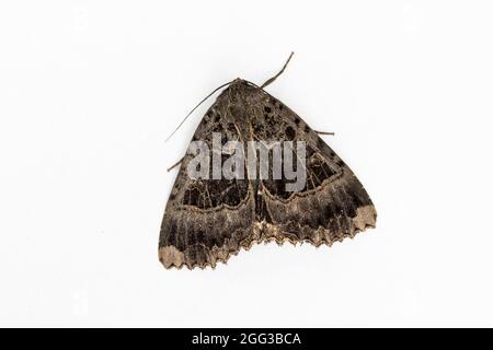 Alte Dame Moth (Mormo maura) Stockfoto