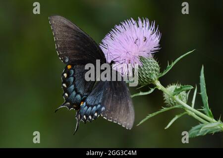 Östlicher Tigerschwanzschwanz, Pterourus glaucus, schwarze weibliche Nektaring aus hoher Distel, Cirsium altissimum Stockfoto