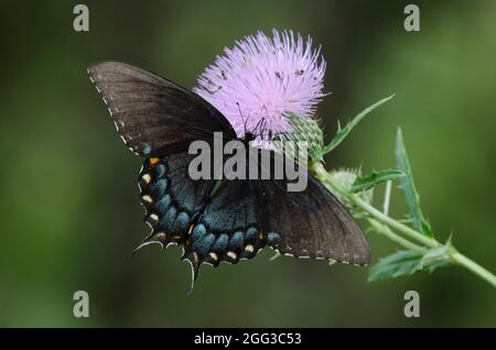 Östlicher Tigerschwanzschwanz, Pterourus glaucus, schwarze weibliche Nektaring aus hoher Distel, Cirsium altissimum Stockfoto