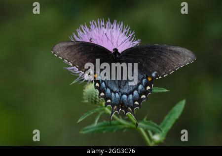 Östlicher Tigerschwanzschwanz, Pterourus glaucus, schwarze weibliche Nektaring aus hoher Distel, Cirsium altissimum Stockfoto